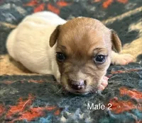 Luke, a male Jack Russell Terrier for sale in Copperhill, TN – Photo 1 of 7