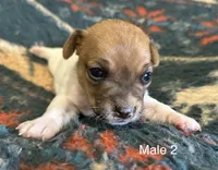 Luke, a male Jack Russell Terrier for sale in Copperhill, TN – Photo 2 of 7