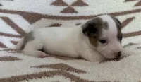 Bluey, a female Jack Russell Terrier for sale in Copperhill, TN – 3 of 8