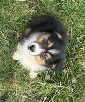 Bo, a male Australian Shepherd for sale in Copperhill, TN – Photo 8 of 10
