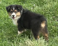 Bo, a male Australian Shepherd for sale in Copperhill, TN – Photo 6 of 10