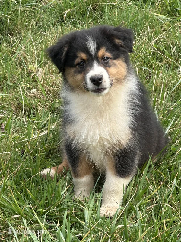 Bo, a male Australian Shepherd for sale in Copperhill, TN – Photo 1 of 10