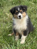 Bo, a male Australian Shepherd for sale in Copperhill, TN – Photo 1 of 10