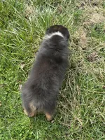 Bo, a male Australian Shepherd for sale in Copperhill, TN – Photo 10 of 10