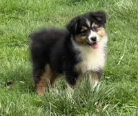 Bo, a male Australian Shepherd for sale in Copperhill, TN – Photo 7 of 10