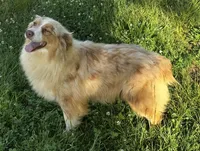 Bo, a male Australian Shepherd for sale in Copperhill, TN – Photo 4 of 10