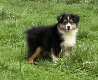 Bo, a male Australian Shepherd for sale in Copperhill, TN – Photo 5 of 10