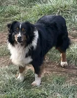 Bo, a male Australian Shepherd for sale in Copperhill, TN – Photo 3 of 10