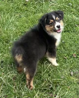 Bo, a male Australian Shepherd for sale in Copperhill, TN – Photo 9 of 10