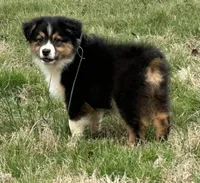 Bo, a male Australian Shepherd for sale in Copperhill, TN – Photo 2 of 10
