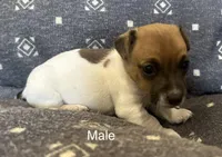 Roscoe, a male Jack Russell Terrier for sale in Copperhill, TN – Photo 1 of 9