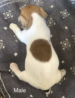 Roscoe, a male Jack Russell Terrier for sale in Copperhill, TN – Photo 6 of 9