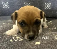 Roscoe, a male Jack Russell Terrier for sale in Copperhill, TN – Photo 5 of 9