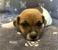 Roscoe, a male Jack Russell Terrier for sale in Copperhill, TN – Photo 4 of 9