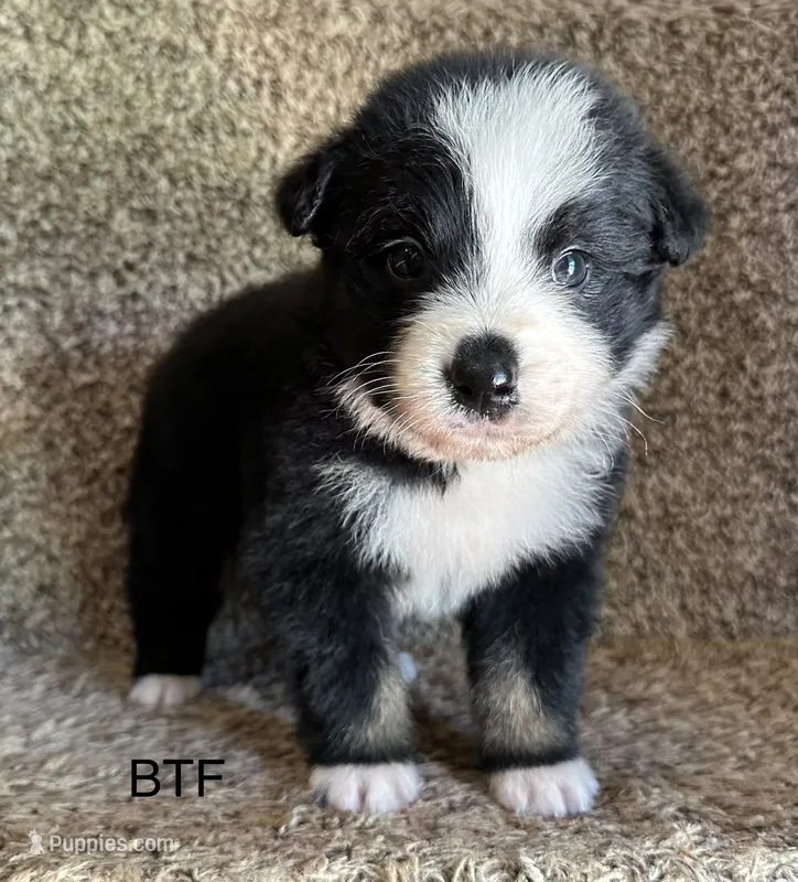 Sweetie – Australian Shepherd puppy for sale in Copperhill, TN
