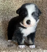 Sweetie, a female Australian Shepherd for sale in Copperhill, TN – 1 of 10