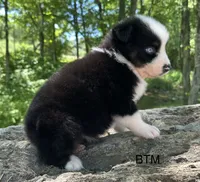 Blue eyes, a female Australian Shepherd for sale in Copperhill, TN – 3 of 9