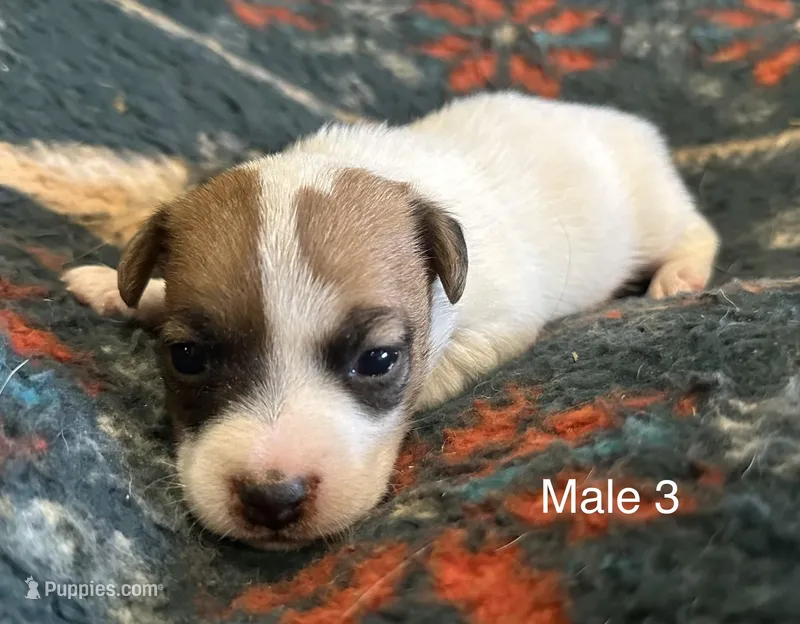 Bo – Jack Russell Terrier puppy for sale in Copperhill, TN