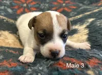 Bo, a male Jack Russell Terrier for sale in Copperhill, TN – Photo 3 of 7