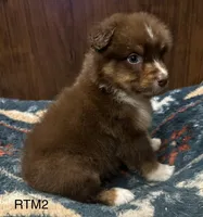 AKC Boy, a male Australian Shepherd for sale in Copperhill, TN – 2 of 8