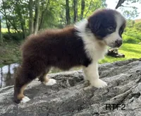 Girlie, a male Australian Shepherd for sale in Copperhill, TN – 3 of 8