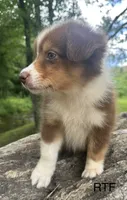 AKC Girl, a female Australian Shepherd for sale in Copperhill, TN – 2 of 8