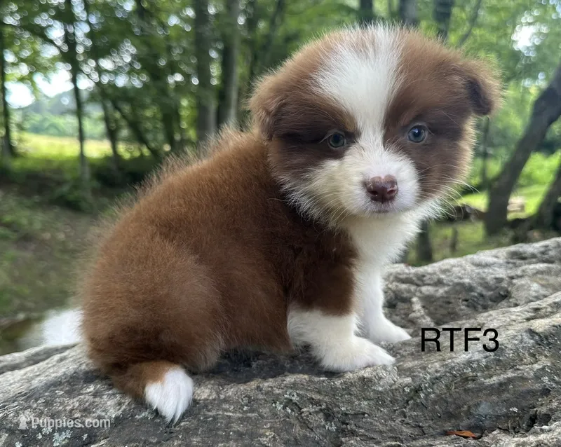 Sweetie  – Australian Shepherd puppy for sale in Copperhill, TN