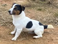Cutie, a female Jack Russell Terrier for sale in Copperhill, TN – 9 of 10