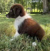 AKC Girlie, a male Australian Shepherd for sale in Copperhill, TN – 5 of 8
