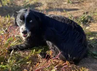 Beauty , a female Australian Shepherd for sale in Copperhill, TN – 8 of 9