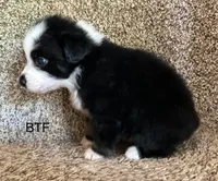 Sweetie, a female Australian Shepherd for sale in Copperhill, TN – 3 of 10