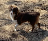 AKC Girl, a female Australian Shepherd for sale in Copperhill, TN – 6 of 8
