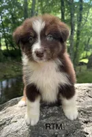 Handsome Boy, a male Australian Shepherd for sale in Copperhill, TN – 2 of 8