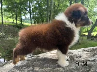 Handsome Boy, a male Australian Shepherd for sale in Copperhill, TN – 6 of 8