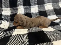 Handsome , a male Miniature Dachshund for sale in Copperhill, TN – 6 of 10