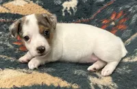 Cutie, a female Jack Russell Terrier for sale in Copperhill, TN – 7 of 10