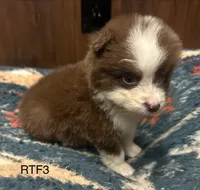 Sweetie , a female Australian Shepherd for sale in Copperhill, TN – 3 of 9