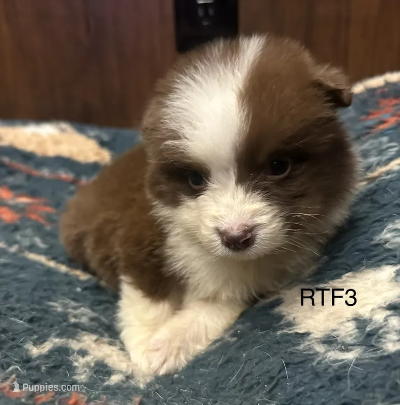 Sweetie  – Australian Shepherd puppy for sale in Copperhill, TN
