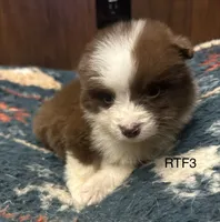 Sweetie , a female Australian Shepherd for sale in Copperhill, TN – 1 of 9