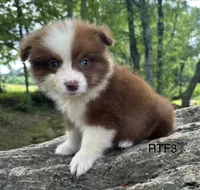 Sweetie , a male Australian Shepherd for sale in Copperhill, TN – 5 of 8