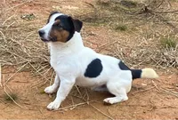Bluey, a female Jack Russell Terrier for sale in Copperhill, TN – 8 of 8