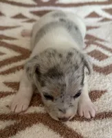 Skittles, a female Jack Russell Terrier for sale in Copperhill, TN – 2 of 8