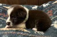 AKC Girlie, a female Australian Shepherd for sale in Copperhill, TN – 3 of 7