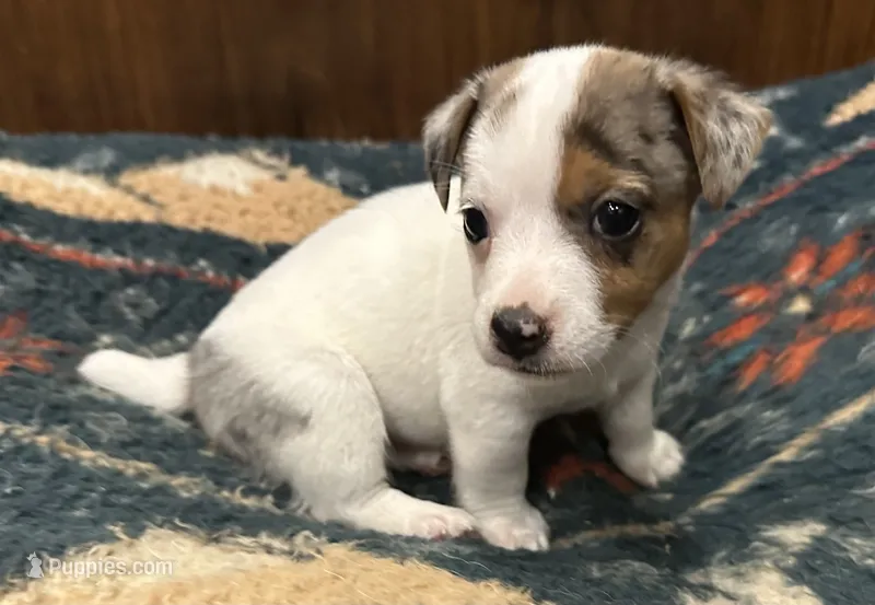 Cutie – Jack Russell Terrier puppy for sale in Copperhill, TN