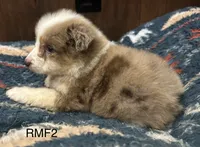 Beauty , a female Australian Shepherd for sale in Copperhill, TN – 5 of 8