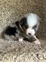 Handsome , a male Australian Shepherd for sale in Copperhill, TN – 6 of 9