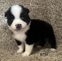Blue eyes, a male Australian Shepherd for sale in Copperhill, TN – 2 of 9