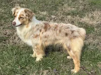 Mika, a female Australian Shepherd for sale in Copperhill, TN – Photo 7 of 7