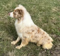 Mika, a female Australian Shepherd for sale in Copperhill, TN – Photo 3 of 7