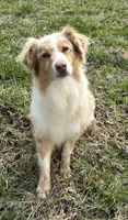 Mika, a female Australian Shepherd for sale in Copperhill, TN – Photo 1 of 7